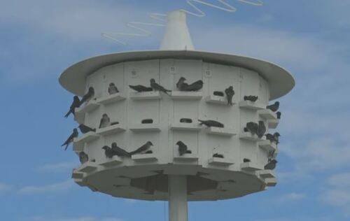 A Purple Martin condo