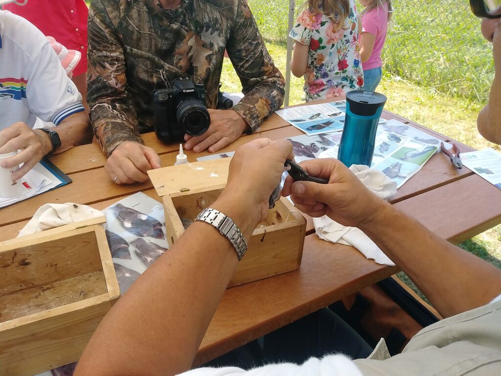 A baby purple martin being banded