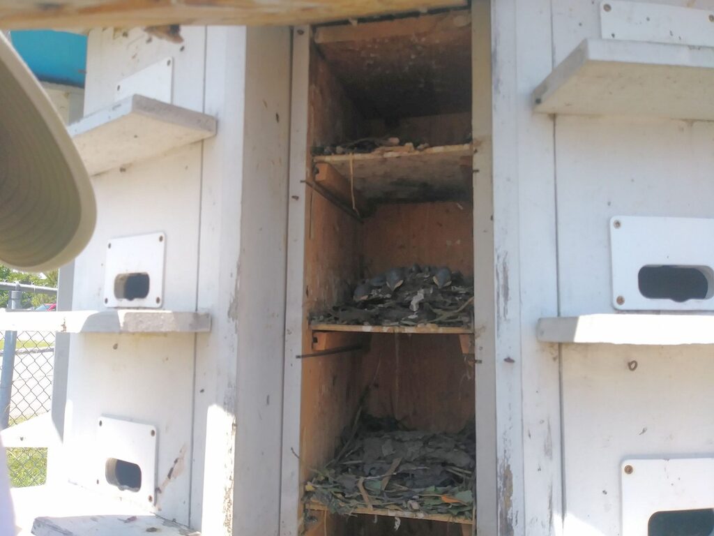 Purple martin birdhouse with access door open